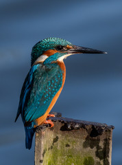 Proud Kingfisher