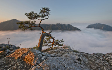 Tree on the hill in mountains, fog, landscape, Pieniny, Poland