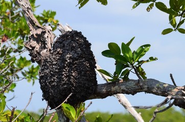 termite hive on a branch