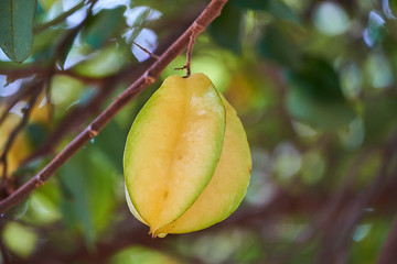 Star apple fruit, Organic Fresh Star fruit or Carambola (Averrhoa carambola) on the Tree