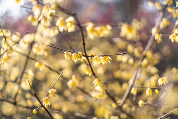 Spring blooming plum