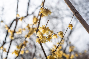 Spring blooming plum