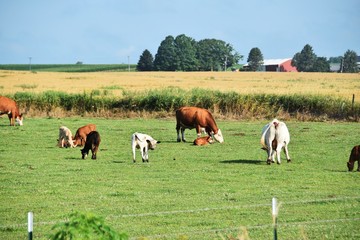 Naklejka na ściany i meble Herd of Cattle in Pasture