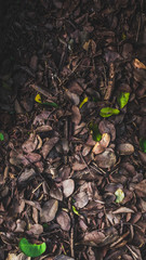 green tea leaves on wooden background