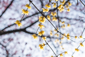 Spring blooming plum