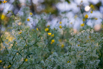 Yellow and white flowers in the glowing sunset
