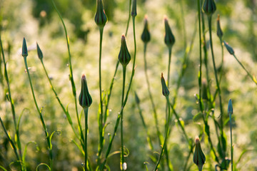 Dandelions about the bloom in the glowing sunset