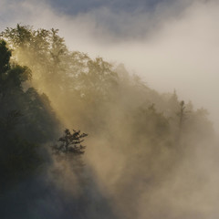 Landscape with fog and trees