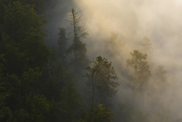 Naklejka premium Fog over forest