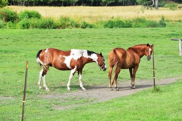 Naklejka na ściany i meble Two Horses in Pasture