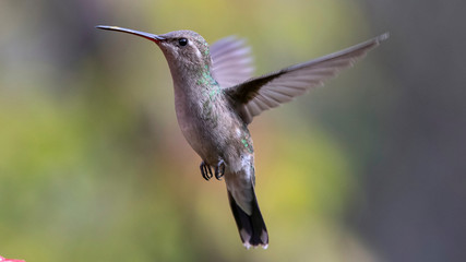 Colibrí volando © Jorge