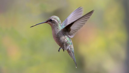 Colibrí volando