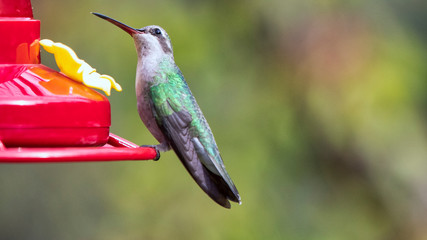 Colibrí volando © Jorge