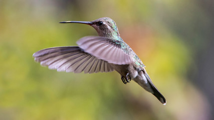 Colibrí volando © Jorge