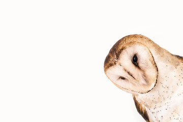owl face in high resolution on white background.
