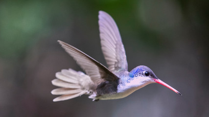 Colibrí volando © Jorge
