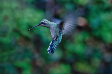 Fototapeta premium Colibrí volando