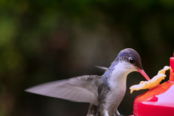 Colibrí volando © Jorge