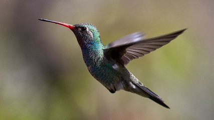 Colibrí volando © Jorge
