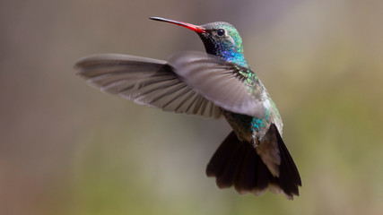 Colibrí volando © Jorge