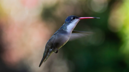 Colibrí volando © Jorge