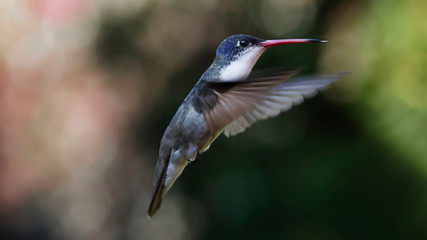 Colibrí volando © Jorge