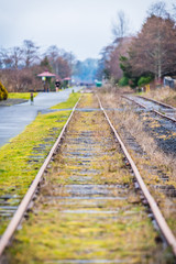Naklejka premium railroad tracks overgrowth