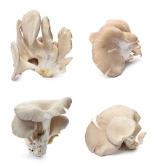 Set of delicious oyster mushrooms on white background