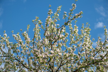 Obraz premium beautiful blooming branches of the apple tree on a background of clean blue sky. Nature spring background