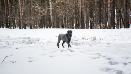 Naklejka premium dog in the snow