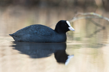 Eurasian Coot, Coot, Fulica atra