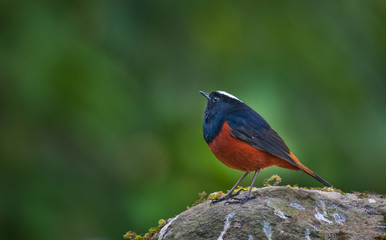  White-capped Water Redstart (River Chat) on stone on Doi Inthanon Chiang Mai, Thailand.