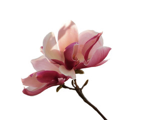 pink magnolia flower isolated  (Magnolia liliiflora) 