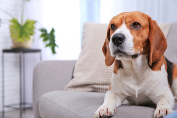 Beautiful beagle dog on sofa indoors. Space for text