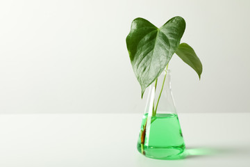 Flask with liquid and plant on white background. Chemistry concept
