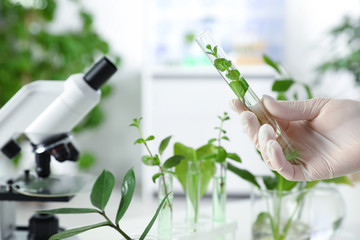Lab assistant holding plant in test tube on blurred background, closeup with space for text....