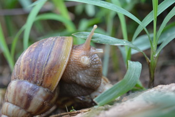 Snail