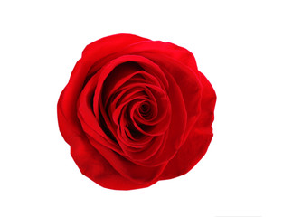 Beautiful red rose on white background, top view. Perfect gift