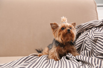 Yorkshire terrier on sofa indoors, space for text. Happy dog