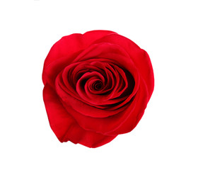 Beautiful red rose on white background, top view. Perfect gift