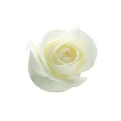 Beautiful fresh rose on white background. Perfect gift
