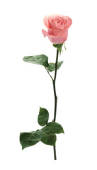 Beautiful pink rose on white background. Perfect gift