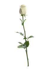 Obraz premium Beautiful fresh rose on white background. Perfect gift