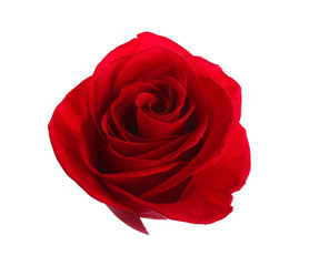 Beautiful red rose on white background. Perfect gift
