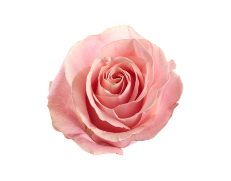 Beautiful pink rose on white background, top view. Perfect gift