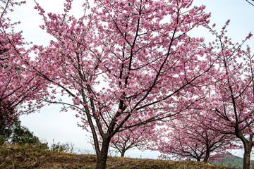 津久見の河津桜