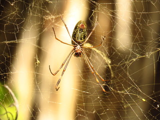 spider botanic garden