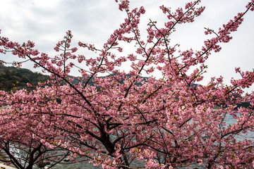 津久見の河津桜