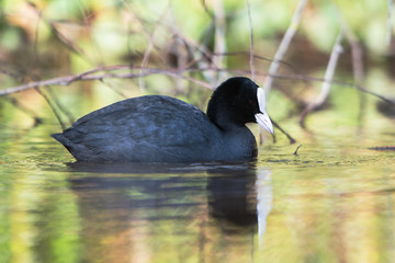 Eurasian Coot, Coot, Fulica atra