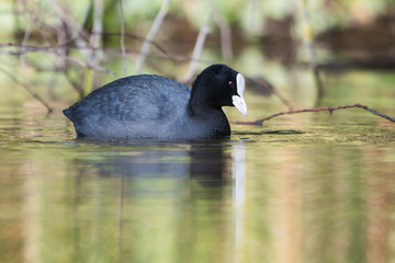 Eurasian Coot, Coot, Fulica atra